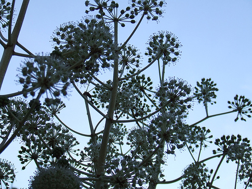 Fatsia