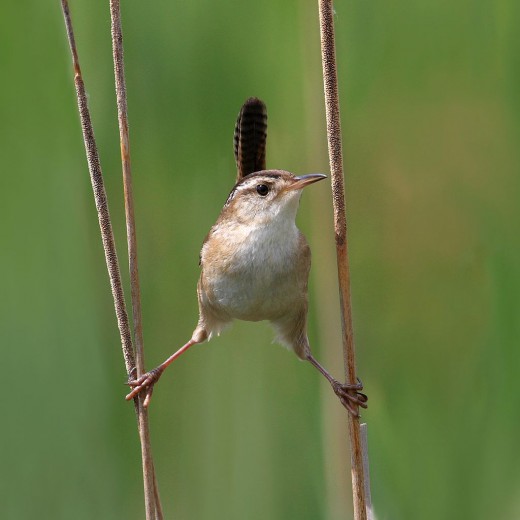 marsh wren QC by Simon Pierre Barrette